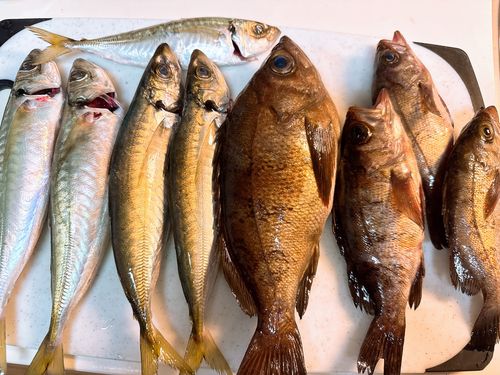 アジの釣果