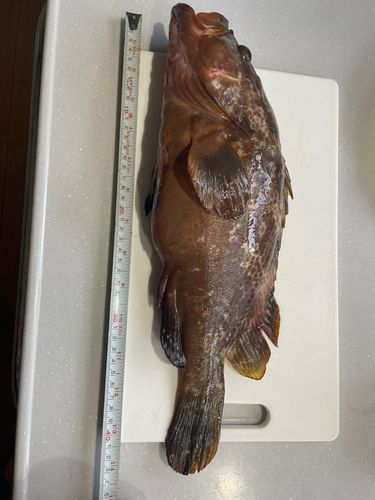 キジハタの釣果