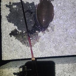 モンゴウイカ