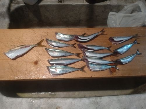サバの釣果