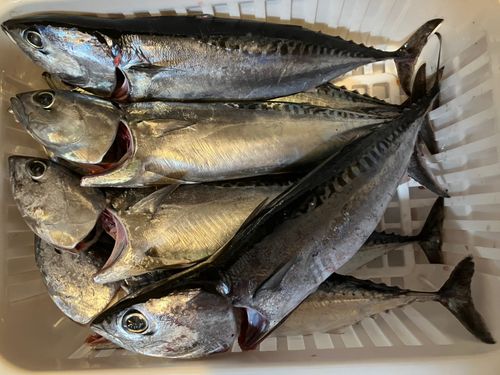 釣果