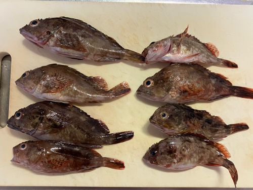 カサゴの釣果