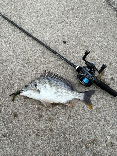 キビレの釣果