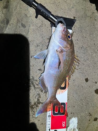 マダイの釣果