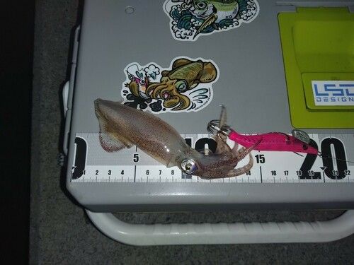 ヒイカの釣果