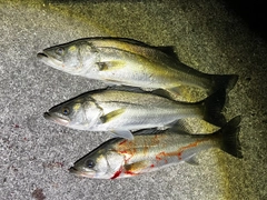 シーバスの釣果