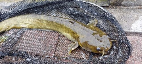 ナマズの釣果