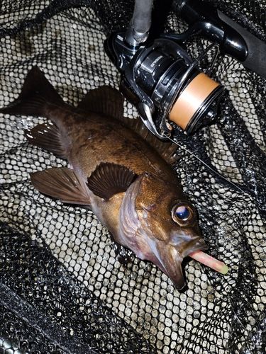 アカブチムラソイの釣果