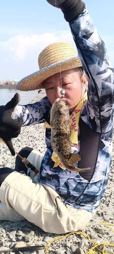 クサフグの釣果