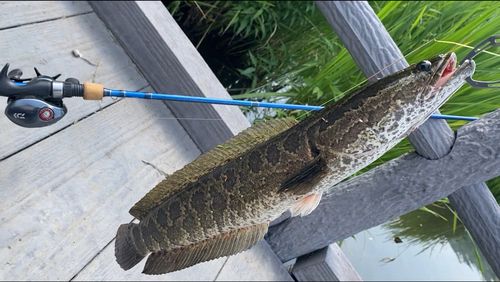 ライギョの釣果