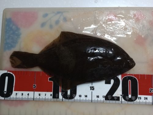 カレイの釣果