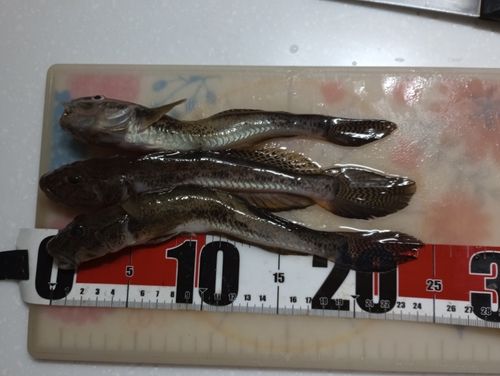 ハゼの釣果