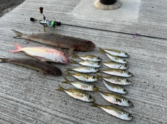 アジの釣果