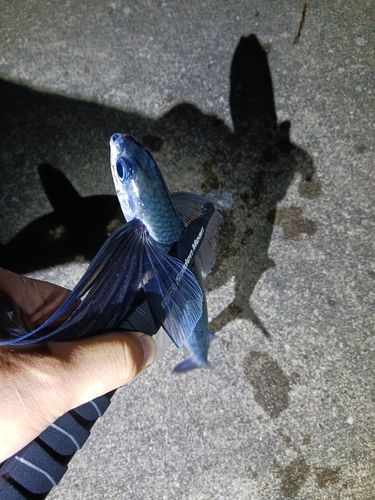 トビウオの釣果