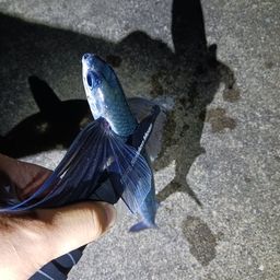トビウオ