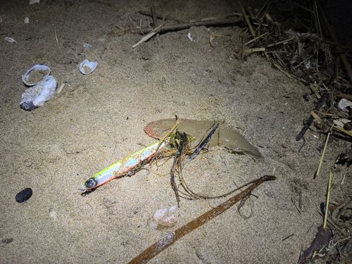 シタビラメの釣果