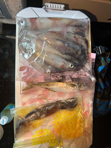 マイカの釣果