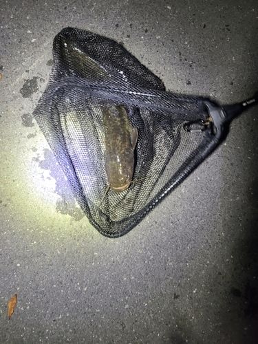 ナマズの釣果