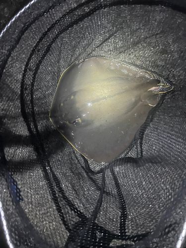 エイの釣果