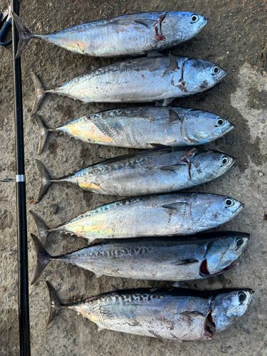 カツオの釣果