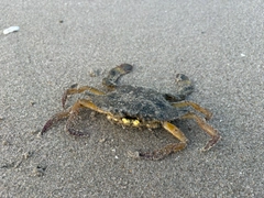 ワタリガニの釣果