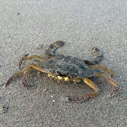 ワタリガニ