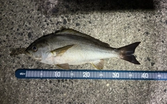 イサキの釣果