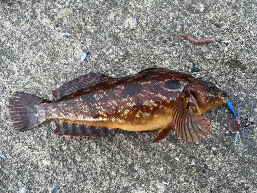 アイナメの釣果