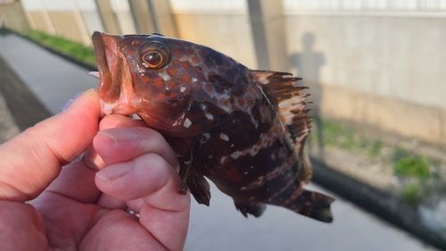 キジハタの釣果