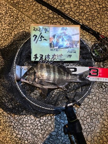 チヌの釣果