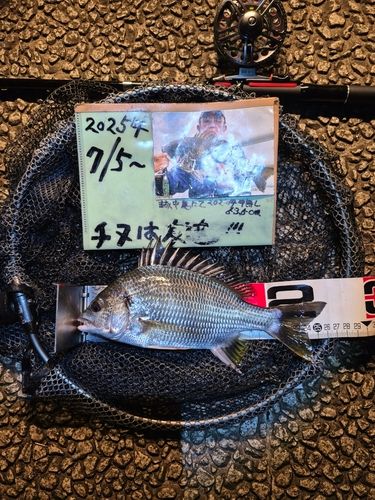 キチヌの釣果