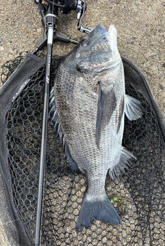 チヌの釣果