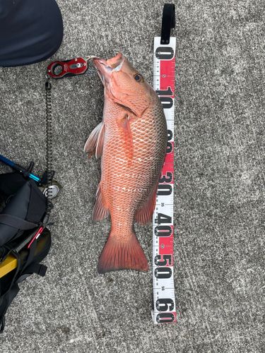 ゴマフエダイの釣果