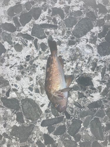 ガヤの釣果