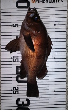 メバルの釣果
