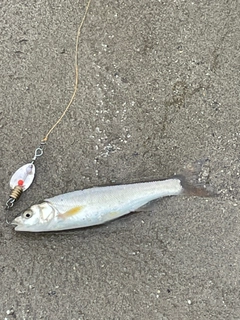 ウグイの釣果
