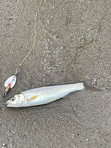 ウグイの釣果