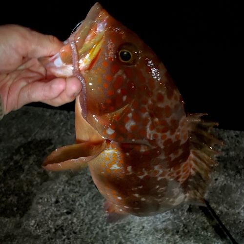 ハタ