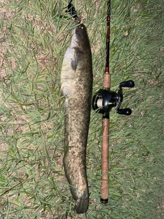 ナマズの釣果