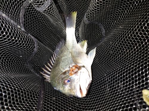 キビレの釣果