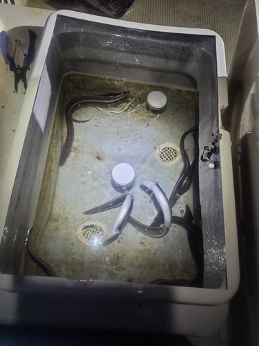 マアナゴの釣果