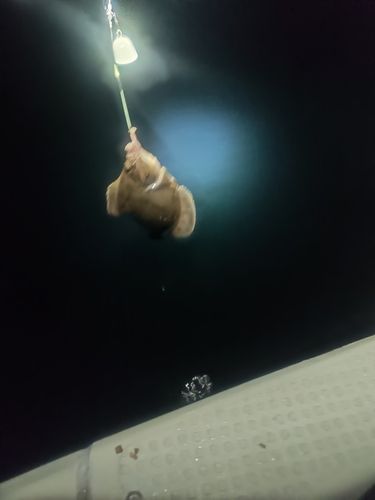 マガレイの釣果