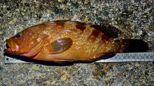 キジハタの釣果