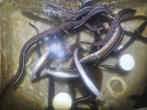 マアナゴの釣果