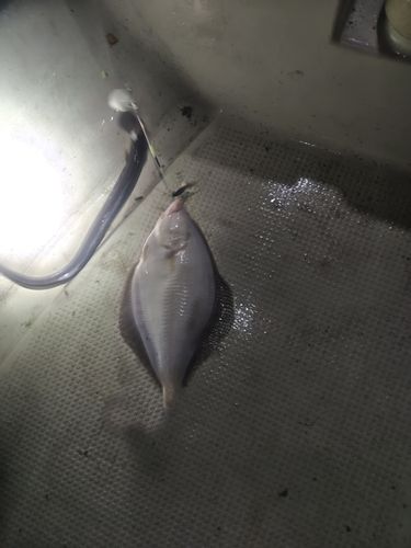 マガレイの釣果