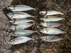 アジの釣果