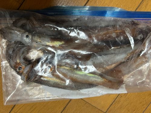 スルメイカの釣果
