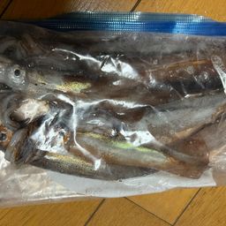 スルメイカ