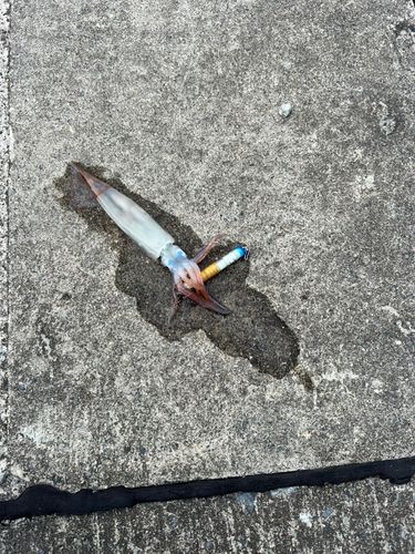 スルメイカの釣果