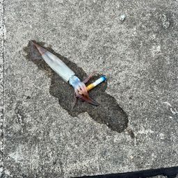 スルメイカ